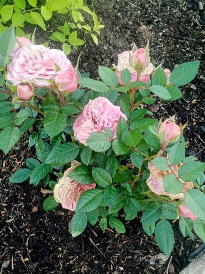 Gite Ferme La Rosee Blanche Laveline Exteriör bild
